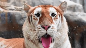 strawberry tiger yawning, strawberry tiger yawning, strawberry tiger yawning close up - Powered by Shutterstock - Get 15% off with code: PIKWIZARD15