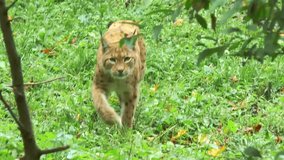 Discover the elusive lynx — a wild feline known for its tufted ears, stealthy movements, and striking resemblance to a small tiger. - Powered by Shutterstock - Get 15% off with code: PIKWIZARD15