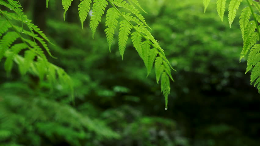 Rain falling on vibrant green leaves in forest