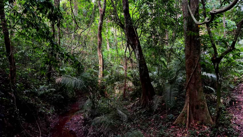 Beautiful landscape nature of tropical rain-forest in Thailand.