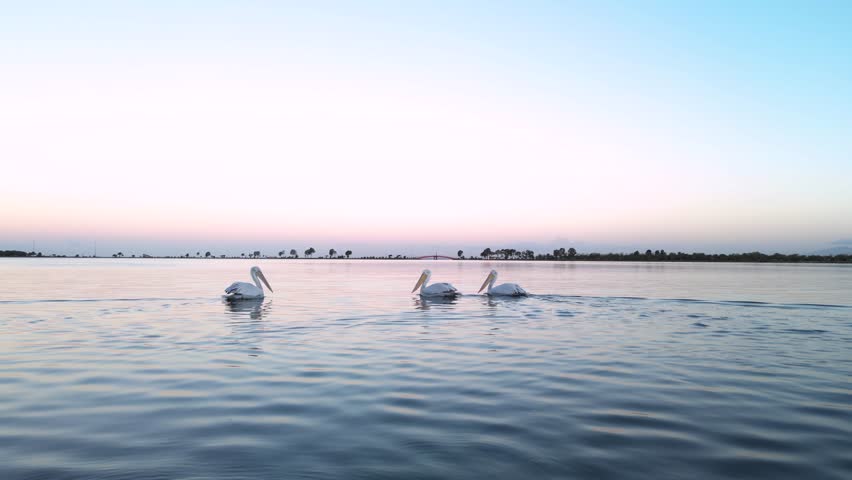 Three Pelicans Floating on Calm Lake Water at Sunrise with Pastel Sky and Scenic Horizon