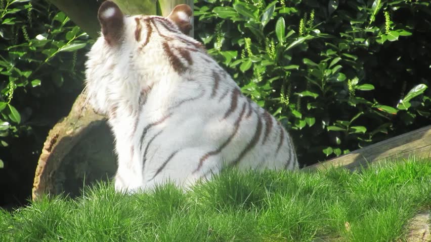 Albino tiger lying down on the grass, showcasing its rare white fur and striking blue eyes in a peaceful natural setting.