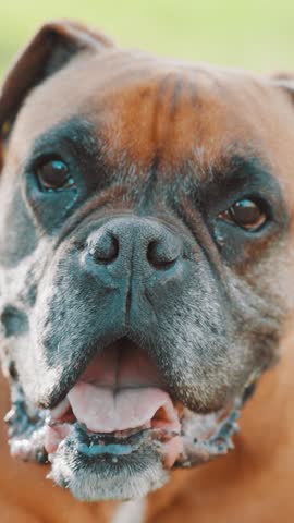 Close-up of a boxer dog