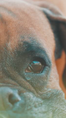 Soulful boxer dog with deep, melancholic brown eyes gazing directly at camera, revealing emotional depth of loyal pet companion