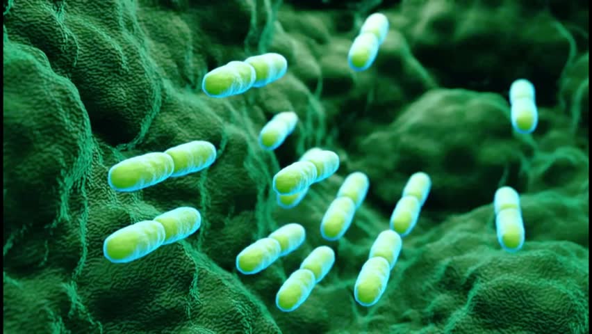 Microscopic View of Rod-Shaped Bacteria A Detailed Look at Bacterial Morphology and Cellular Structure