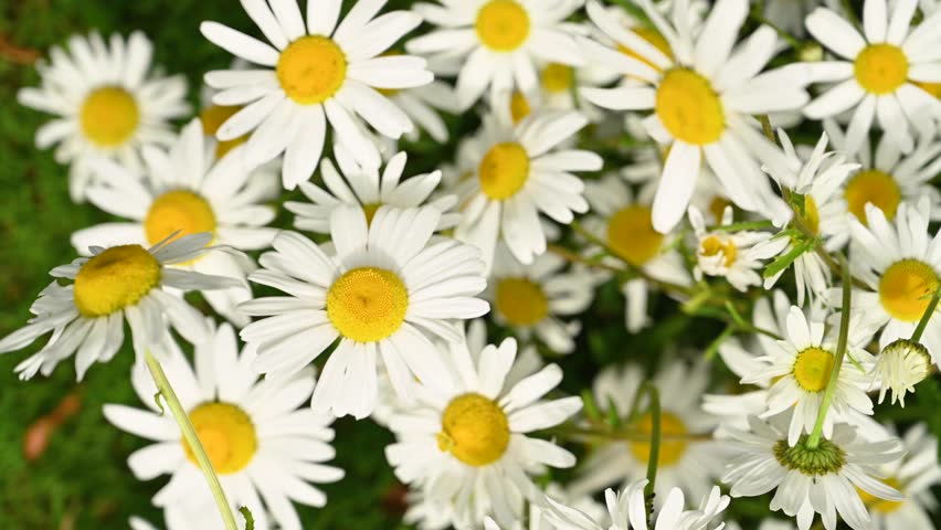Chamomile daisy flowers closeup in the wind. Herbal flower, medicinal and cosmetic purposes