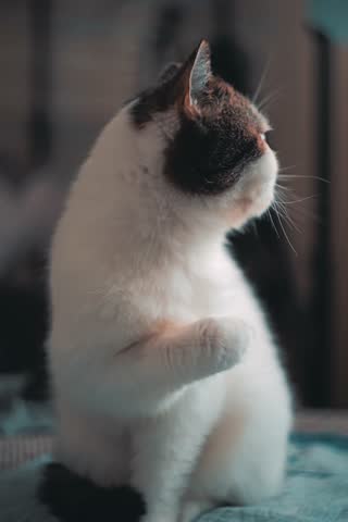 Fluffy flat-faced cat washes its face in a calm, meditative mood. Pure and peaceful grooming behavior at home