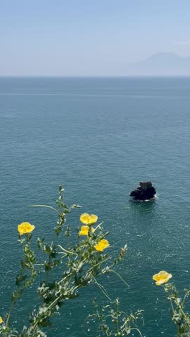 Yellow flowers by the coast