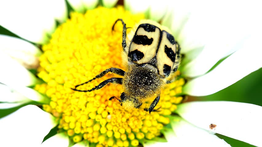 Eurasian bee beetle on a marguerite flower in summer in Germany