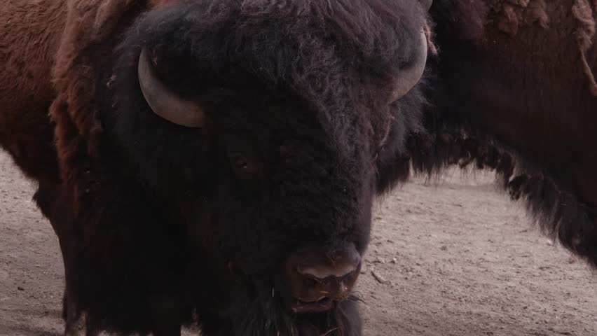 A close-up of an American bison massive head, slowly chewing, its dark fur tousled and mouth working steadily under a soft natural light