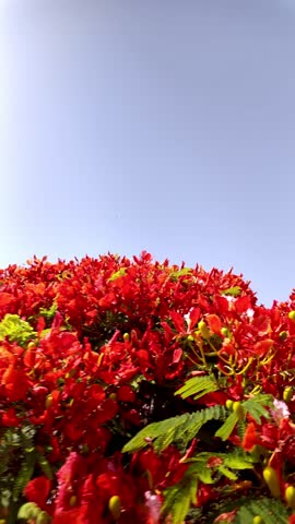 Vibrant red flamboyant flowers gently opening against pristine blue sky background, revealing delicate petals and creating serene natural landscape with soft slow motion movement