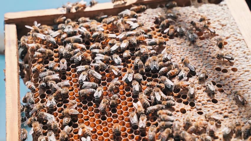 4k slow motion footage of the bees working with the queen on the bee wax frame
