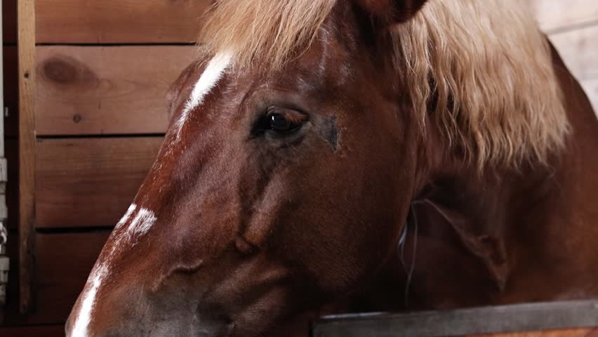 Horse head close up. Horse in stall, stable. Close up of horse head peeking out of stall. Animal. Farm
