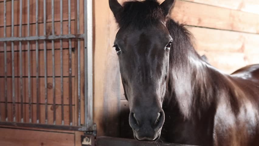 Horse head close up. Horse in stall, stable. Close up of horse head peeking out of stall. Animal. Farm