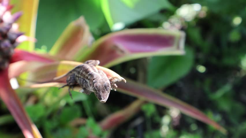 A brown anole lizard delicately balances on the tip of a vivid red and yellow pineapple leaf, pausing to gaze directly at the camera.  Florida, May 13, 2025