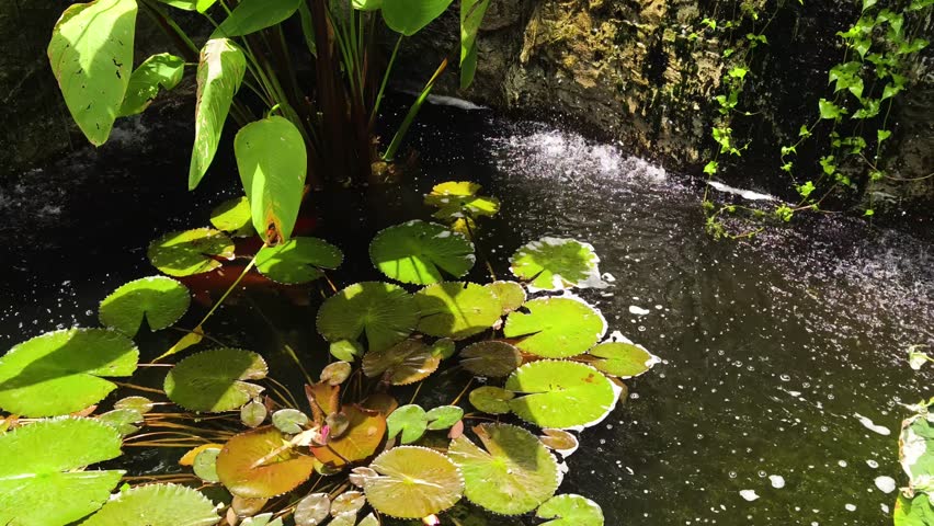 Serene pond complete with a beautiful waterfall and fish swimming gracefully