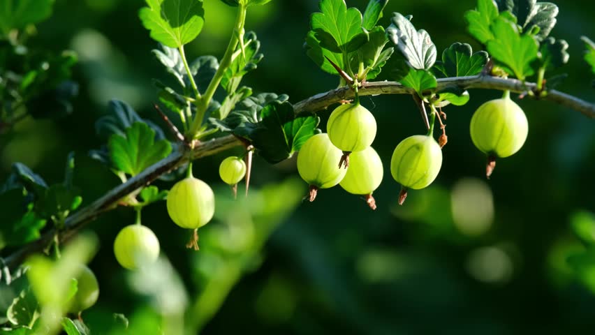 Ripe green gooseberries on the branches of a bush in the garden.