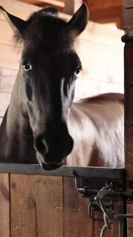 Horse head close up. Horse in stall, stable. Close up of horse head peeking out of stall. Animal. Farm