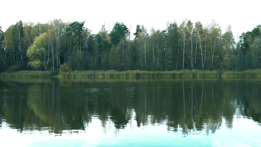 Summer forest reflected in the lake