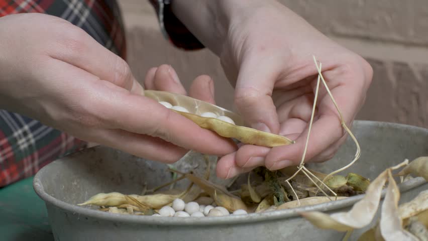 Female cook hands peel beans from dry pods, placing them in metal bowl. Empty pods and fresh beans fill bowl. Wooden table, weathered by use, adds charm to kitchen setting