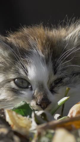 Street cat with painful infection. One eye clouded, the other filled with distrust. Tired face, fur stiff with dirt, whisper of a once-loved creature now abandoned 