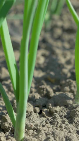 Fresh green onion sprouts emerge from soil. Slender leaves reach upward. Sunlight highlights vibrant green hue. Dry soil contrasts with delicate young plants. Early growth stage ensures future harvest