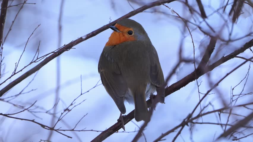 European Robin fluffs up feathers to stay warm on snowy branch in winter Norway. Closeup view