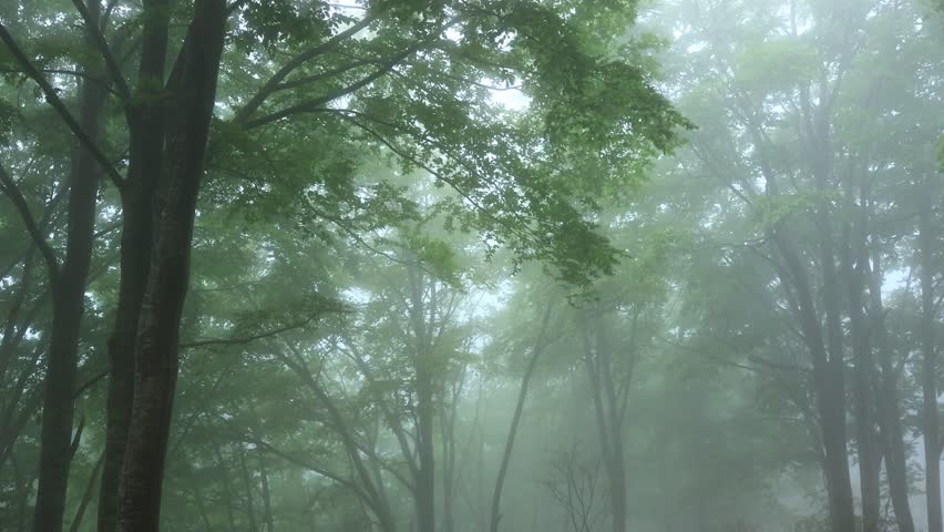 green forest, trees in the fog