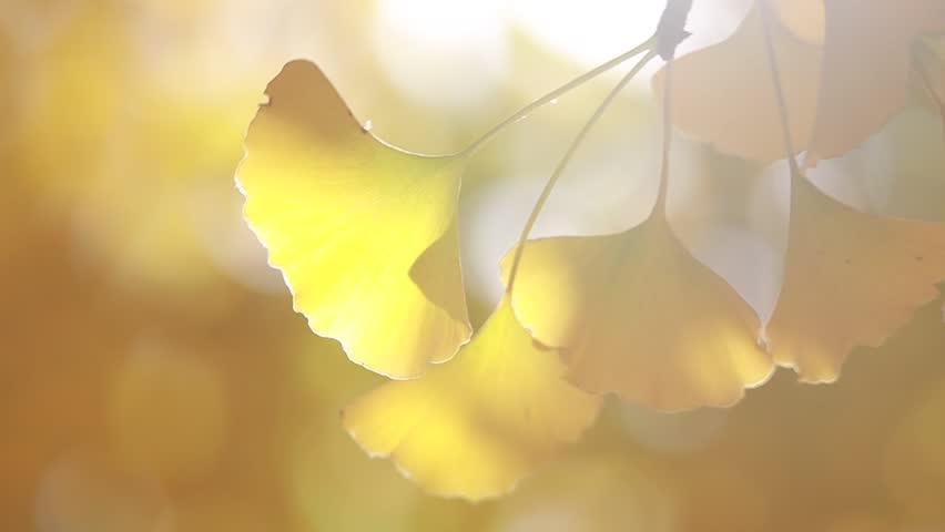 yellow ginkgo leaves on tree
