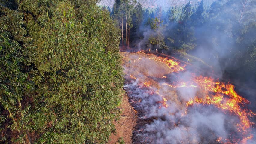 Forest firefighters create fire break corridor, flames fight flames