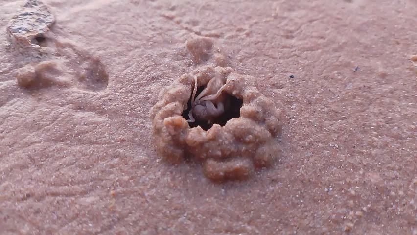 Little crabs are digging sand to be used as a place to hide from danger, used as a residence house. Small white crabs hole on the sand beach or ocean. 