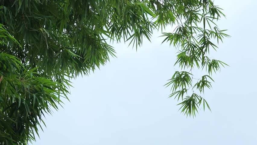 Bamboo trees swaying in the wind. Trees bending under the storm.	