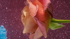 Vertical video. Fume fluid. Underwater flower. Blue shot pigment ink dye flowing on nature rose bubble dew petal. Sparkling blur pink art glossy abstract background . - Powered by Shutterstock - Get 15% off with code: PIKWIZARD15