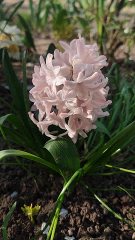 Blooming pink hyacinth flower. Inflorescence of many small pink flowers on green stem with green leaves growing in ground on sunny spring evening. Flower bed. Breeding of varietal flowers. Vertical