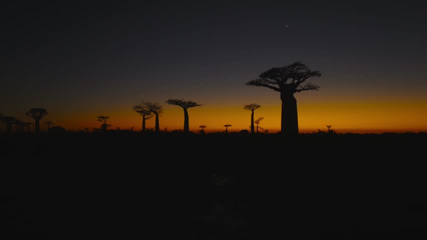 Stunning aerial view of baobab trees silhouetted against the deepening twilight sky at Avenue of the Baobabs in Madagascar. Peaceful, exotic and atmospheric landscape at dusk.