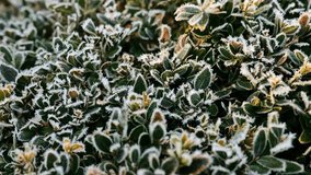 Boxwood in frost texture.Frost on plants. Boxwood leaves in frosty cold weather close-up.Frost weather. Texture of frozen leaves close-up.Top view. 4k footage - Powered by Shutterstock - Get 15% off with code: PIKWIZARD15