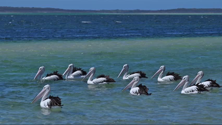 Flock of Australian Pelicans Floating on Crystal Clear Coastal Waters

Flock of Australian Pelicans Floating on Crystal Clear Coastal Waters


