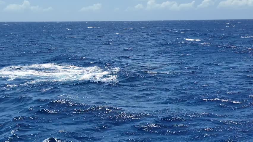 Humpback Whale Swimming on the Ocean Surface under Sunny Sky