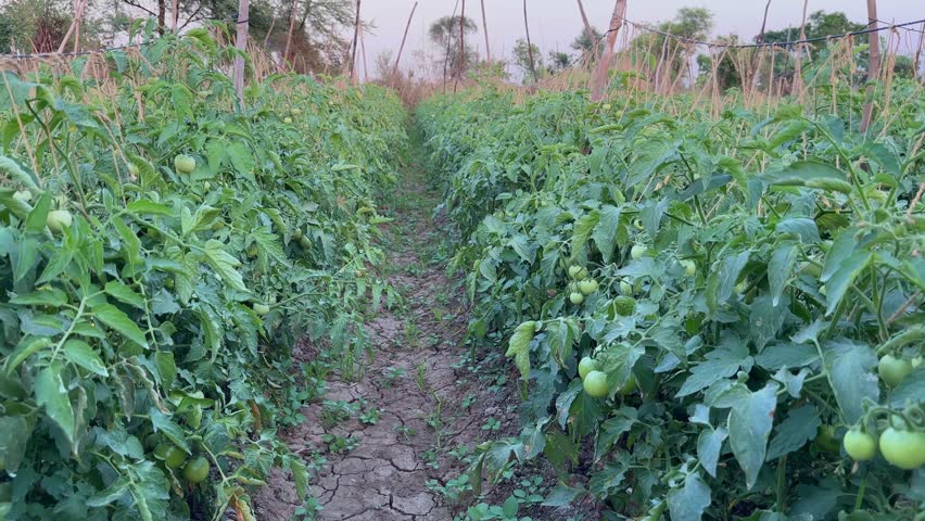 Tracking shot of tomatos plantation in the farm field