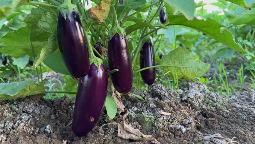 Tracking shot of shiny purple eggplant or brinjal growing in the field