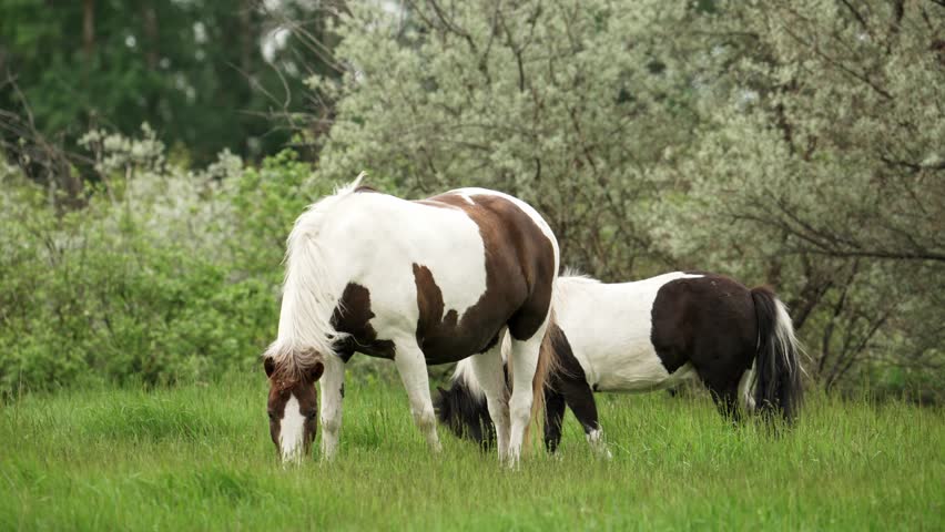 Beautiful pinto horse and a small black pony are grazing peacefully in a lush green meadow, enjoying the fresh grass and the serene surroundings