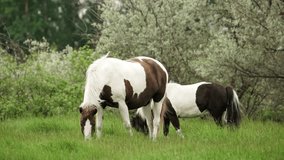 Beautiful pinto horse and a small black pony are grazing peacefully in a lush green meadow, enjoying the fresh grass and the serene surroundings - Powered by Shutterstock - Get 15% off with code: PIKWIZARD15