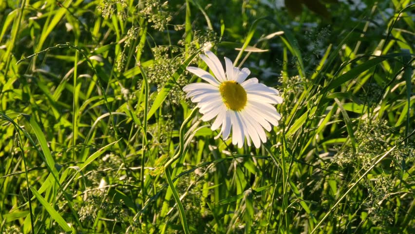 Close up of a beautiful daisy, sun getting through the petals