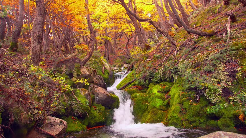 Still View of Autumn forest and Flowing Water in Patagonia