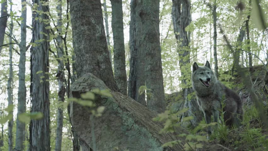 A gray wolf lowers its head, foraging or sniffing the ground in a thick forest setting. Surrounded by trees, brush, and soft natural light, the scene captures raw wildlife behavior.