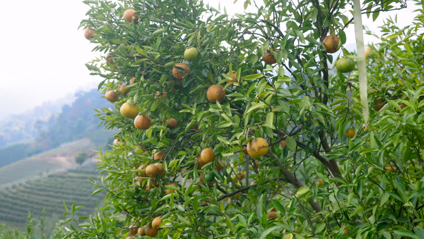 orange orchard in hilly rural area filled with ripe and unripe oranges hanging on green branches while morning mist covers distant mountain plantation under soft daylight