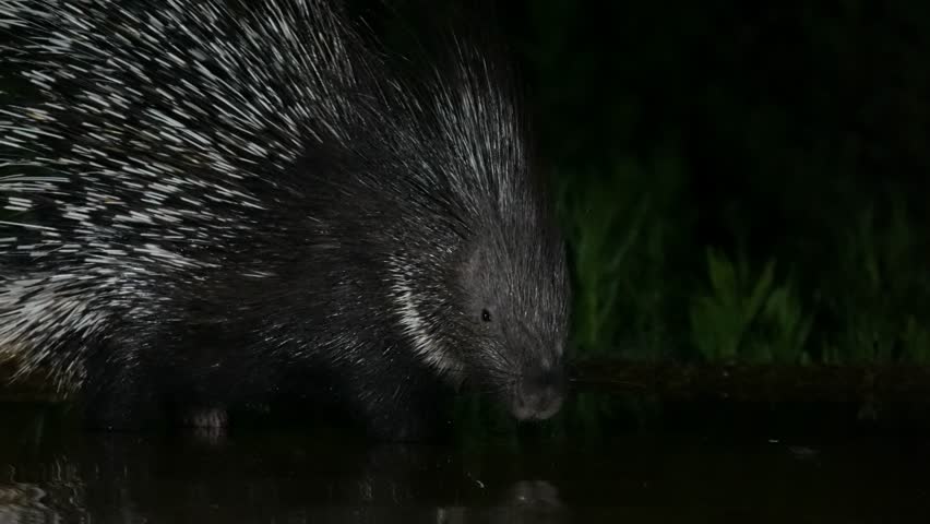 An Indian crested porcupine (Hystrix indica) is drinking water at night, and its reflection appears in the spring .