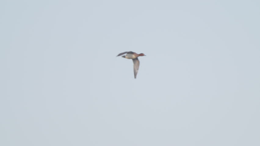 Anas penelope (Mareca penelope) flying against blue sky. Bird in flight. Wildlife. Slow motion