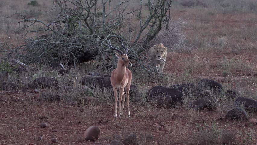 Focussed lioness watches her prey intently.