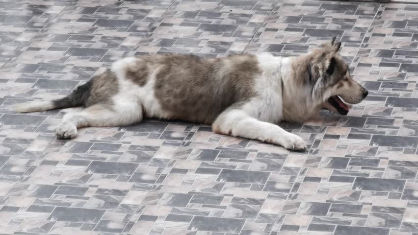 Dog is laying on the floor with its tongue out. The dog is brown and white. The floor is tiled